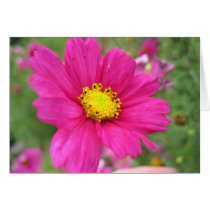 Pink Flower cards by jason_brink Pink Flower cards