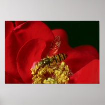 Pink Flower Fly flowers Posters