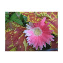 Pink Flower Funky Leaves postcards by chickengofish Pink Flower Funky Leaves postcards