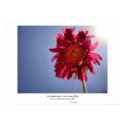 Pink Flower Glory posters