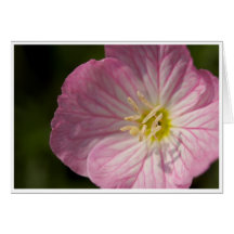 Pink Flower Greeting Card