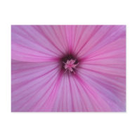 Pink Flower Heart Petals postcard