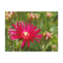 Pink Flower Ice-Plant Postcard postcards