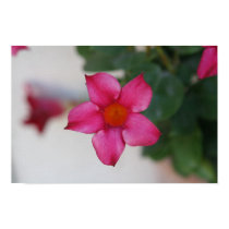 Pink Flower in Pisa posters