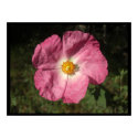 Pink Flower Large Posters & Prints by wingedturtle Pink Flower Large Posters & Prints