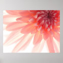 Pink Flower Petals Abstract Poster print