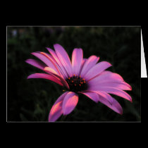 Pink Flower Petals Card cards