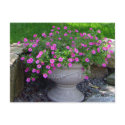 Pink Flower Planter Cards postcards by GreenGardenGates Pink Flower Planter Cards postcards