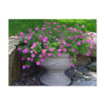 Pink Flower Planter Cards Post Card