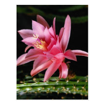 Pink Flower Post Card