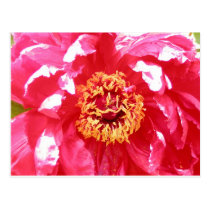 Pink Flower postcards