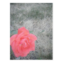 Pink Flower Post Cards