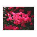 Pink flower postcard by bkang22 Pink flower postcard