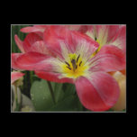 Pink Flower Postcard postcards