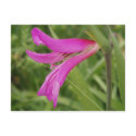 Pink Flower Postcard by emele1 Pink Flower Postcard