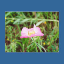 Pink Flower postcards