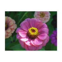 Pink flower postcards by dduhaime55 Pink flower postcards