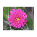 pink flower postcards by bkang22 pink flower postcards