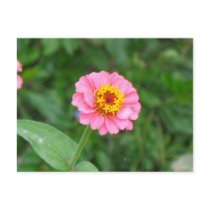 pink flower postcards