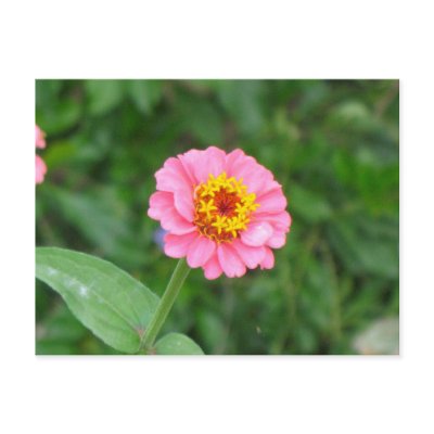 pink flower postcard by DonnaGrayson_Photos