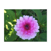 Pink flower postcards by dduhaime55 Pink flower postcards