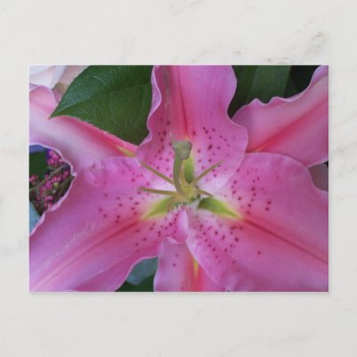 Pink Flower Postcard