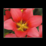 Pink Flower Postcard postcards
