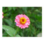 pink flower postcards