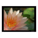 Pink Flower posters