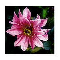 Pink Flower posters