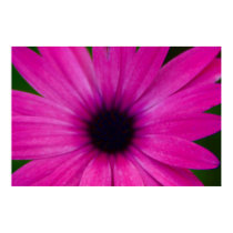 pink flower posters
