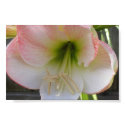 Pink Flower posters by jeffmanii Pink Flower posters