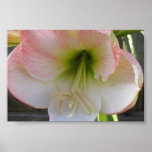 Pink Flower Print