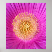 pink flower poster