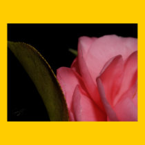 Pink Flower Poster posters