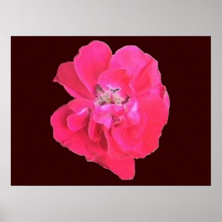 Pink Flower Posters
