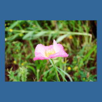 Pink FLower posters