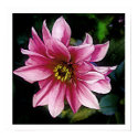 Pink Flower posters by Blacknight Pink Flower posters