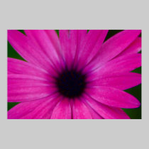 pink flower posters by cardart pink flower posters
