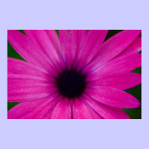 pink flower posters by cardart pink flower posters