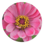 pink flower sticker