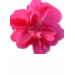 Ladies Baby Doll (Fitted)
