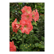 Pink Flower Valentine s Day Card