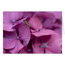 Pink Flower with Wasp Cards