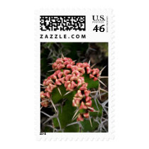 Pink Flowering Cactus Medium Postage postage