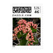 Pink Flowering Cactus Small Postage postage by Gilliand_Photo Pink Flowering Cactus Small Postage postage