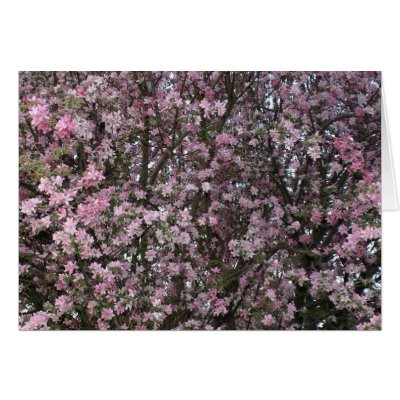 Pink Flowering CrabApple Cards by Kat_Su