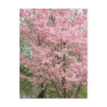 Pink Flowering Dogwood Postcard