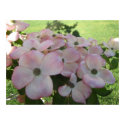 Pink Flowering Dogwood Poster print