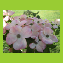 Pink Flowering Dogwood Poster posters